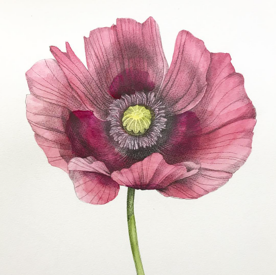Pretty Poisonous/ Opium Poppy