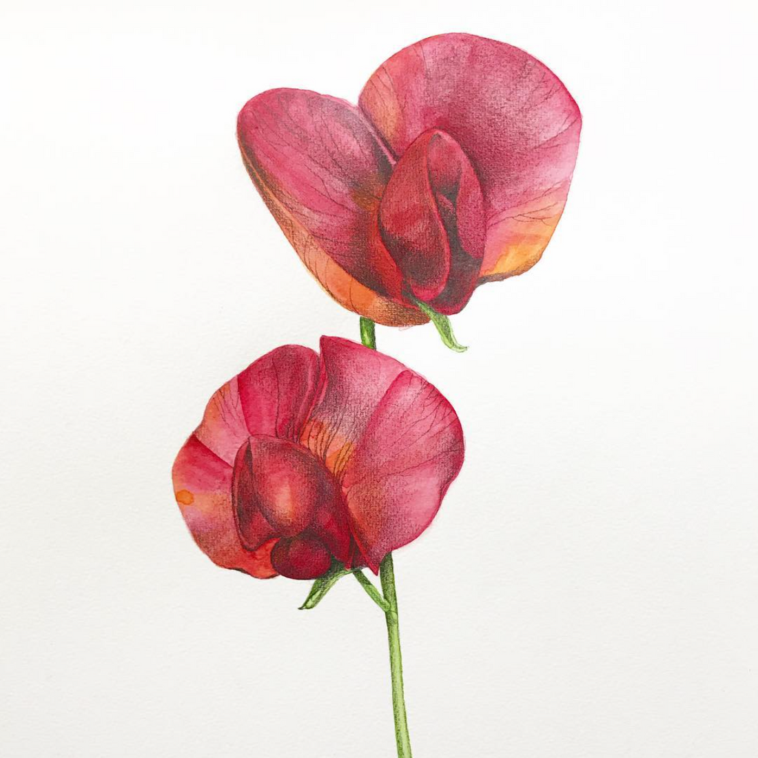 Pretty Poisonous/ Red Grass Pea